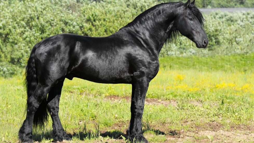 Black Friesian horse standing in a field